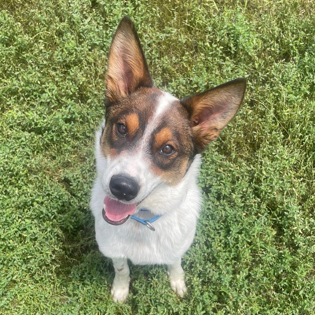 Sparky