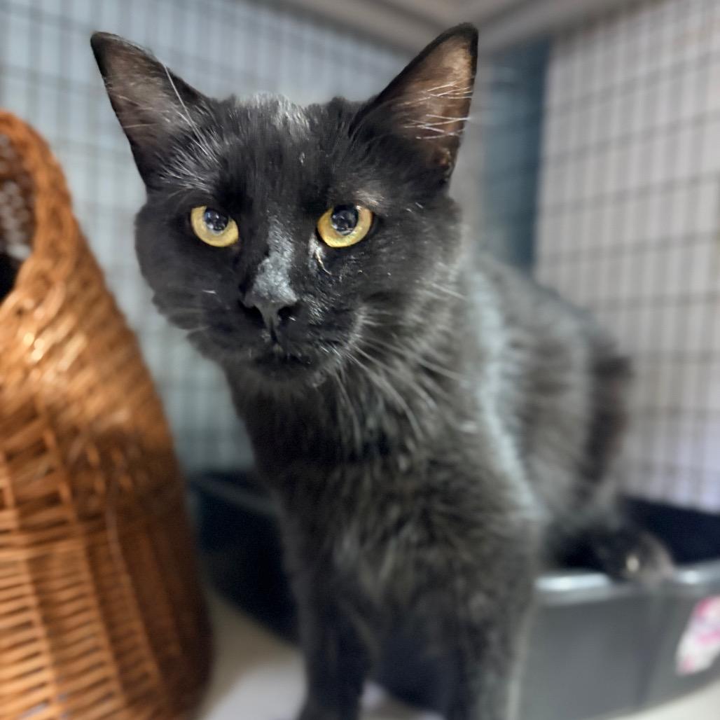 Salem