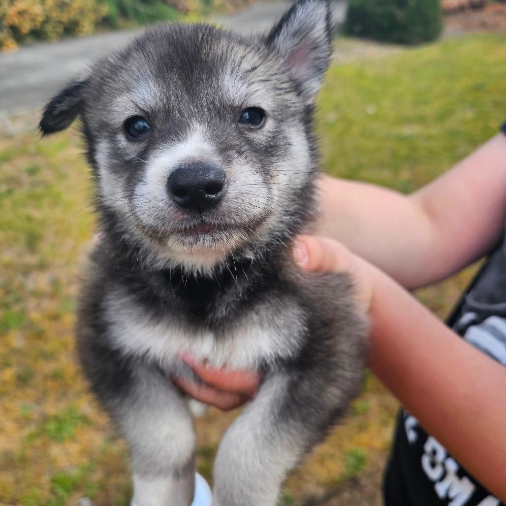 Wolfe