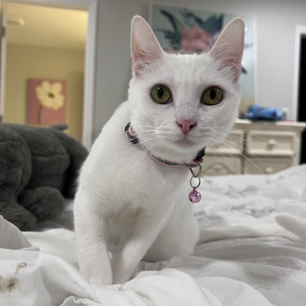Princess 