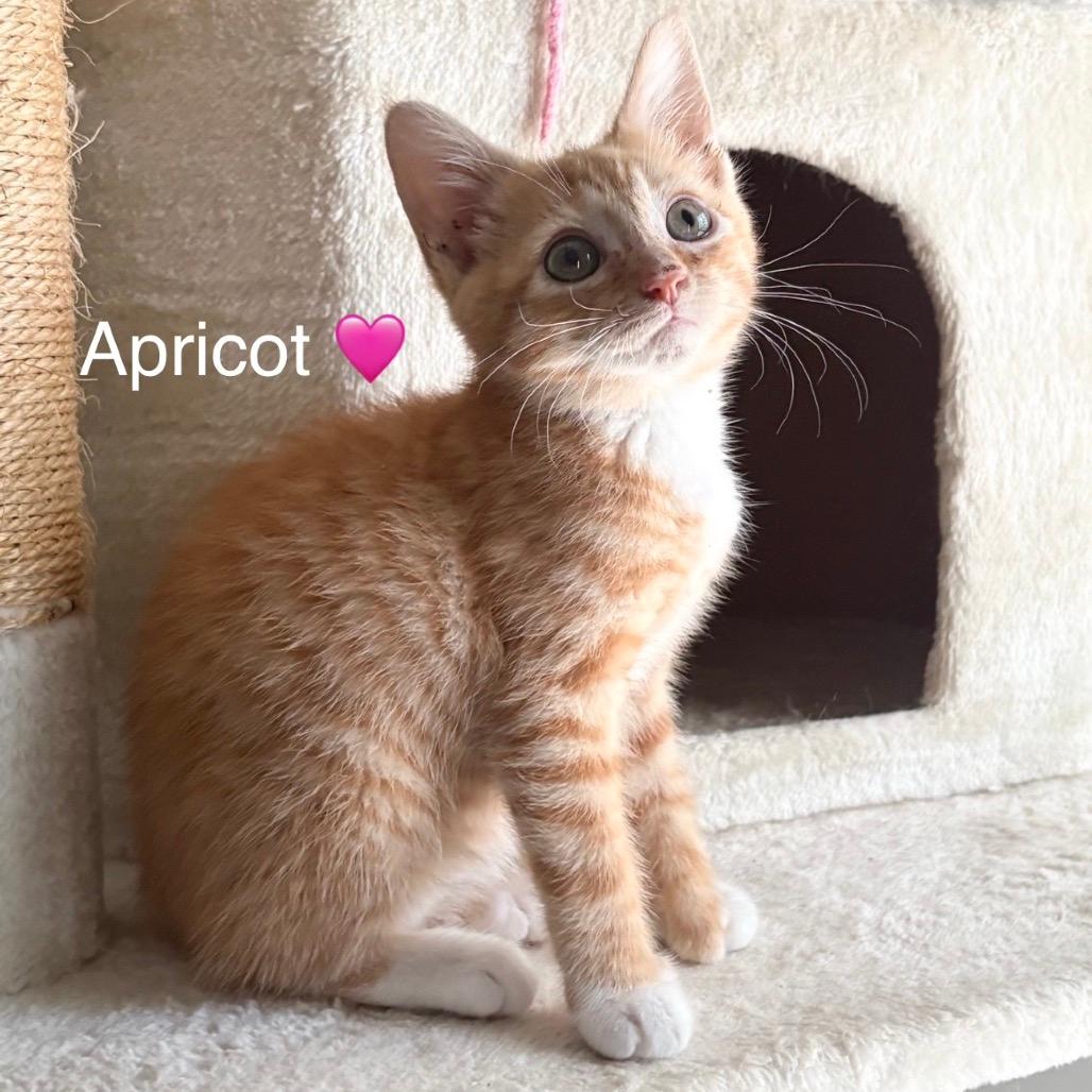 Apricot