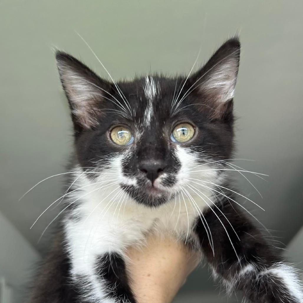 Oreo