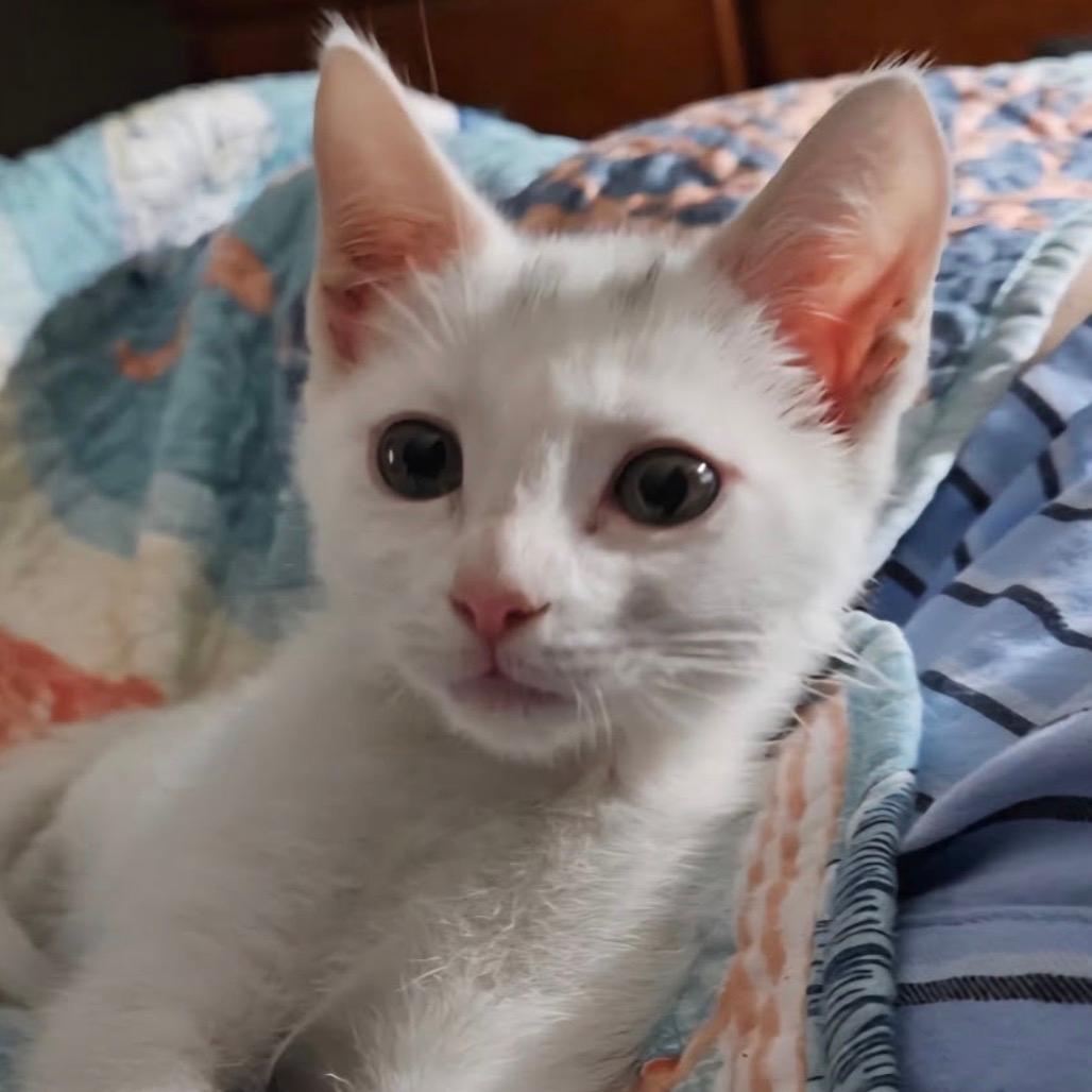 Baby Peach 