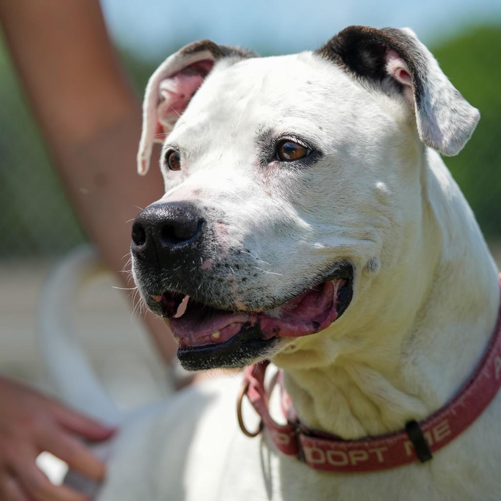 Dozer