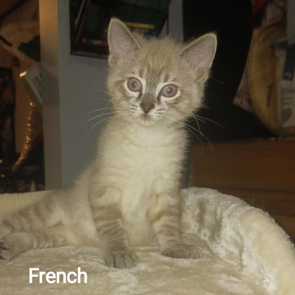 French 