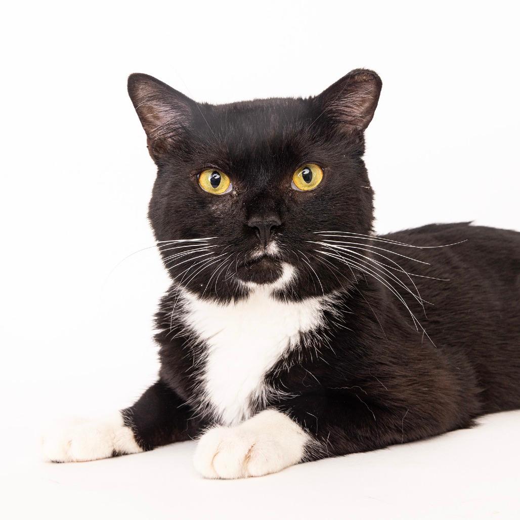 Oreo