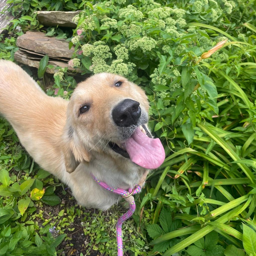 Fern
