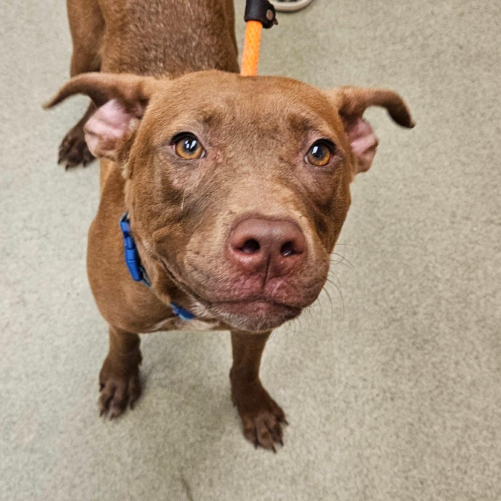 Claire - IN FOSTER