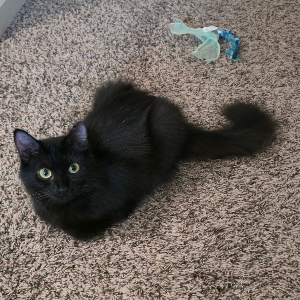 Penny