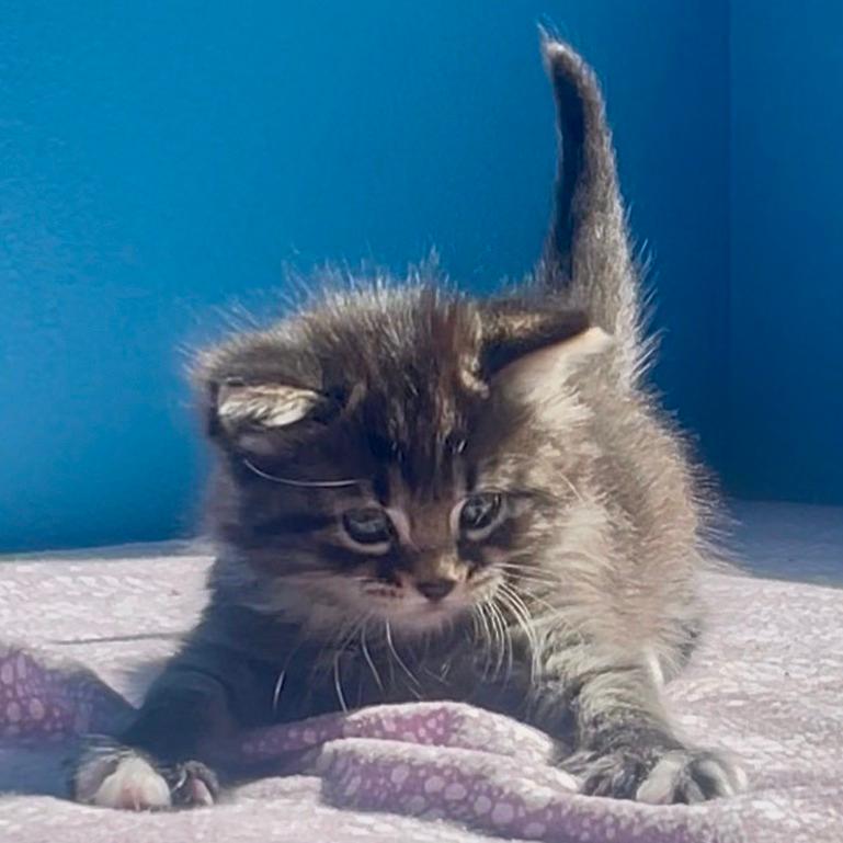 Rocket