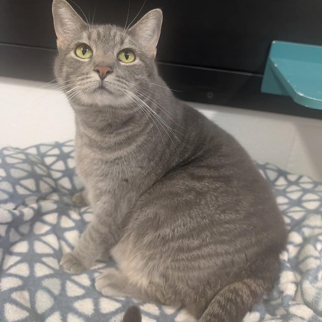 Piper