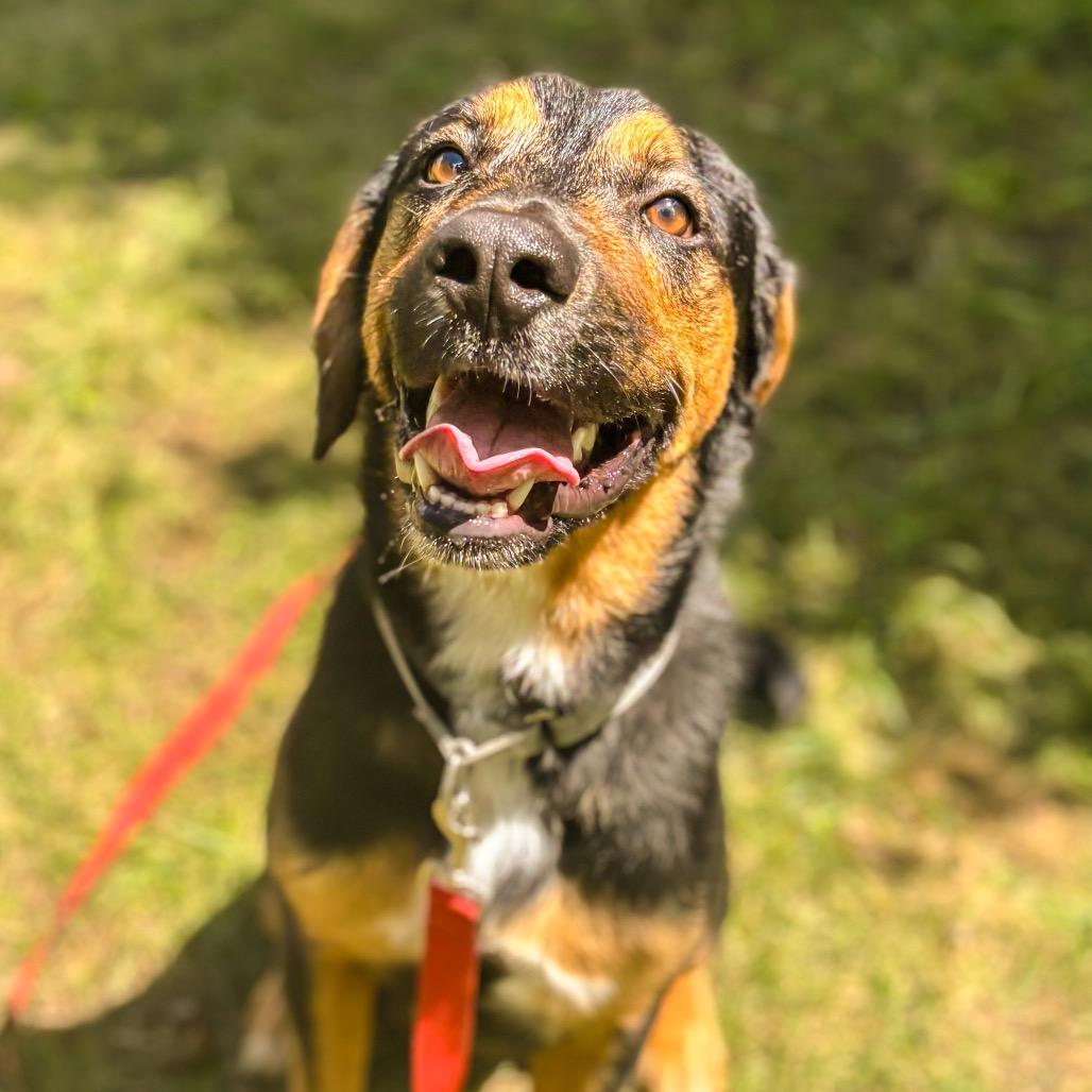 Dozer