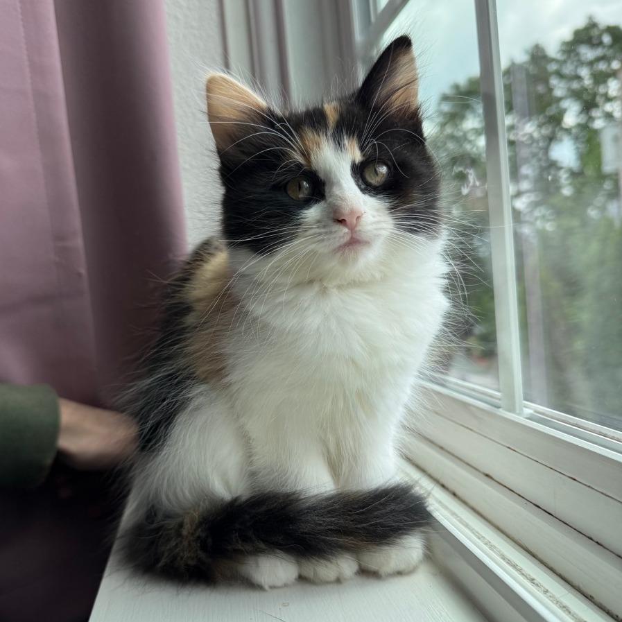 Junipurr