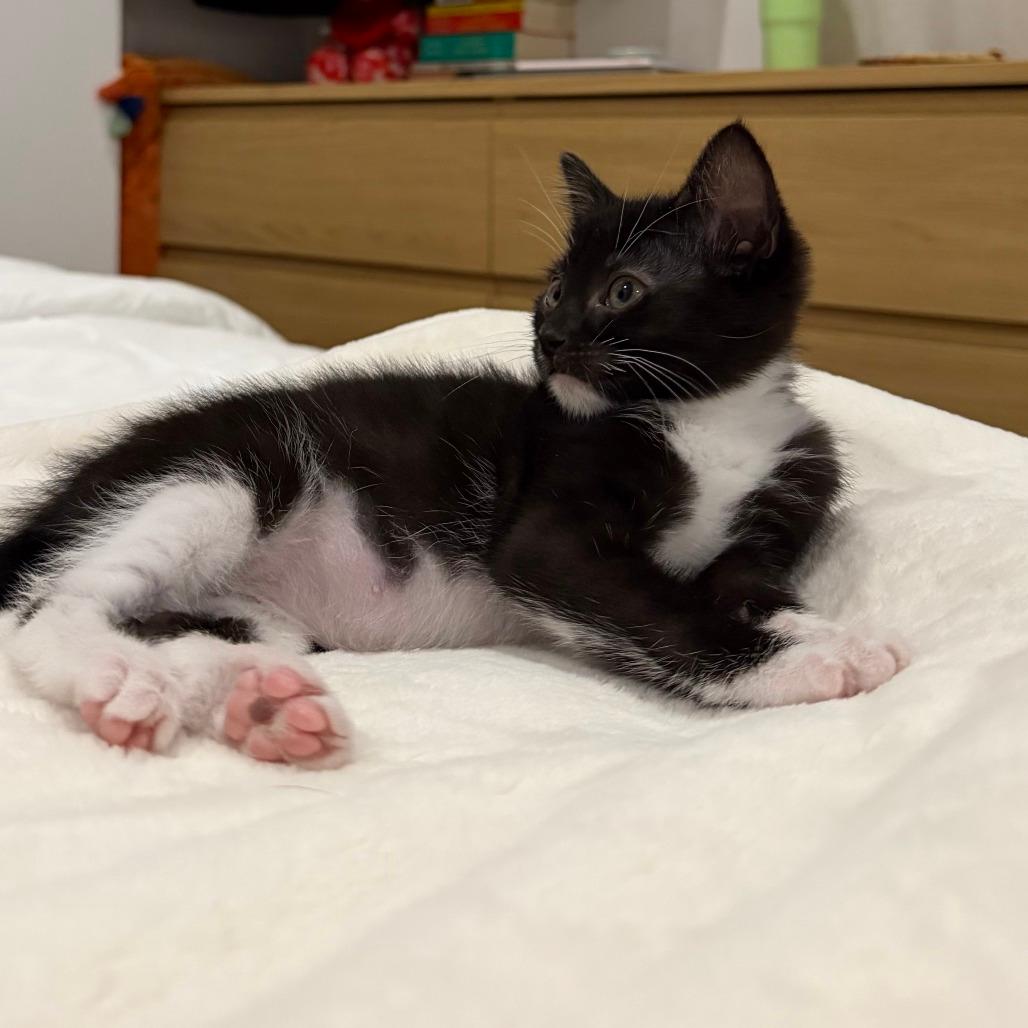 Bean