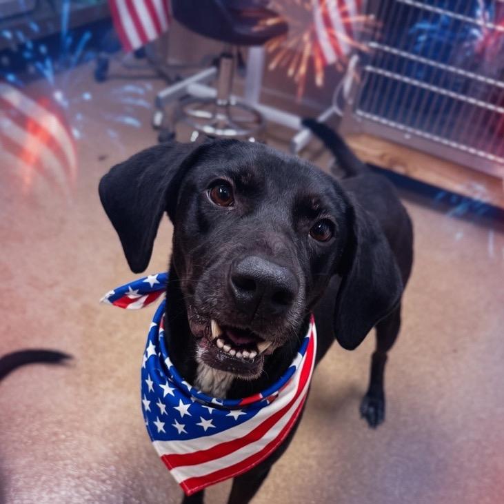 Dixie