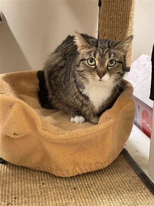 Adoptable Cats & Kittens in Kalamazoo, MI