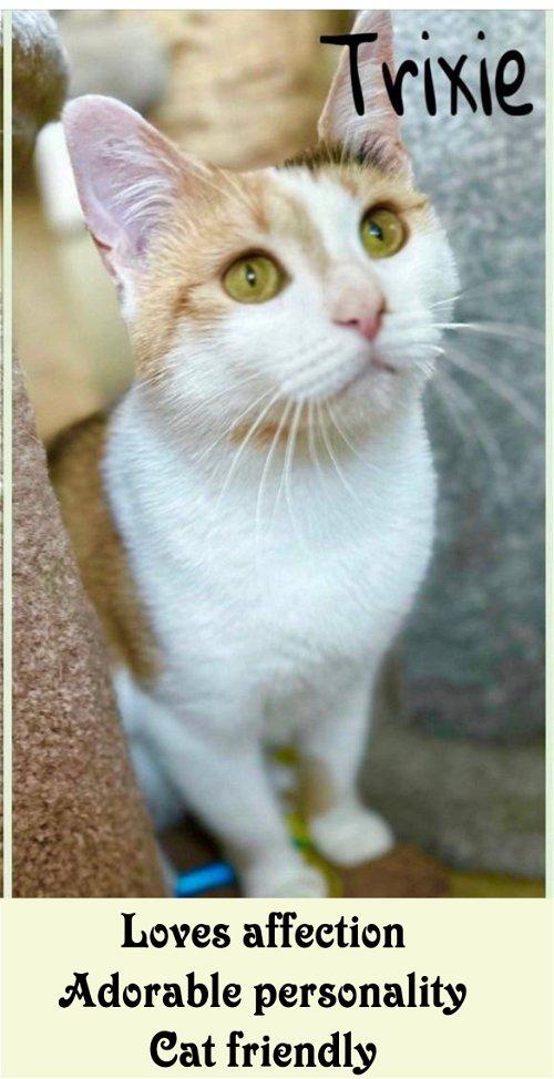 Adopt Cats & Kittens