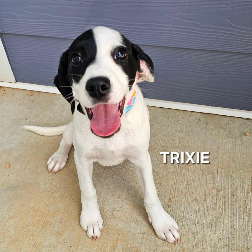 Trixie