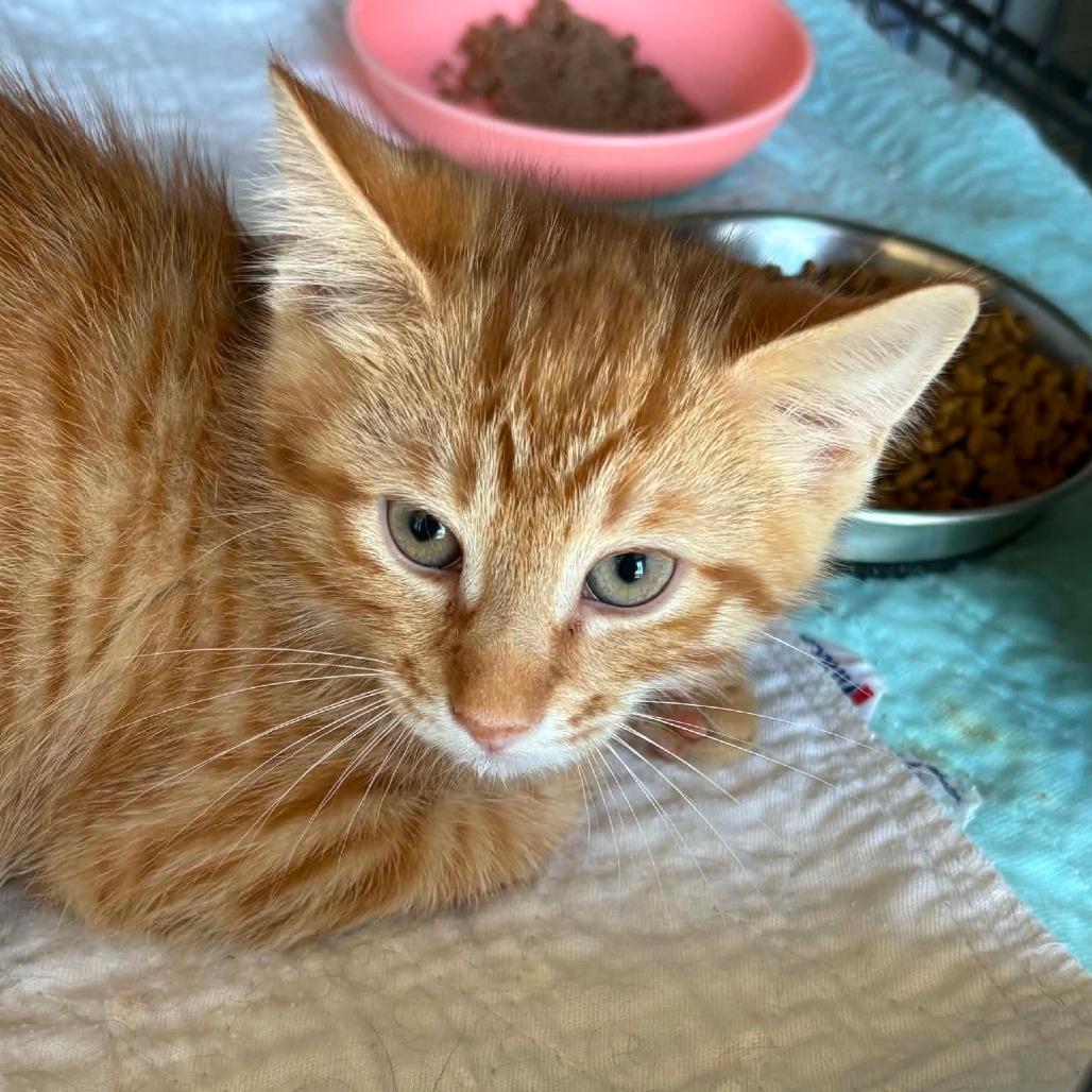 Copper