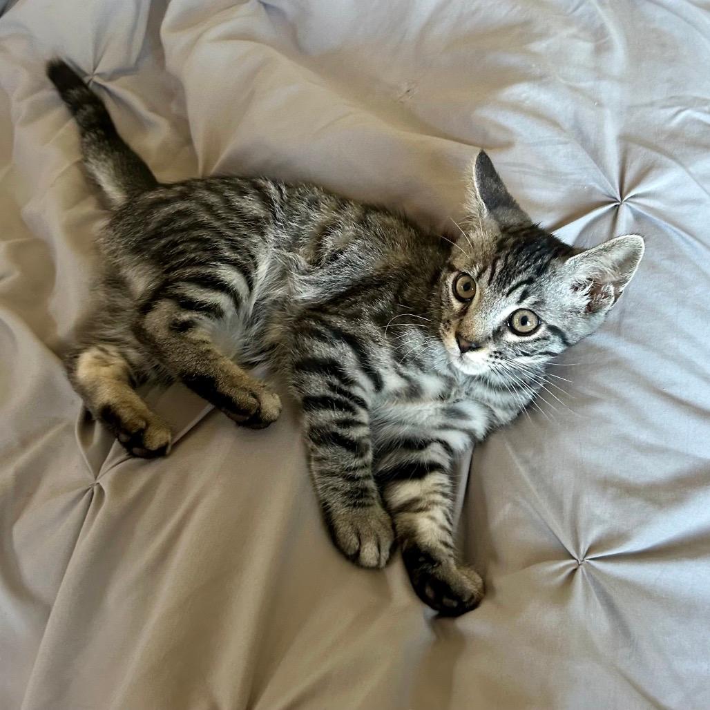 Mario (Home adoption)