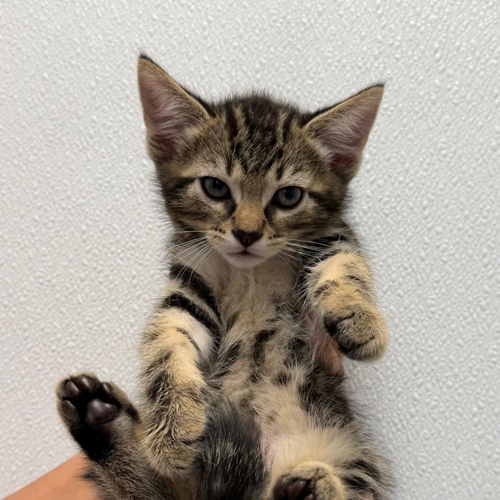 Milo