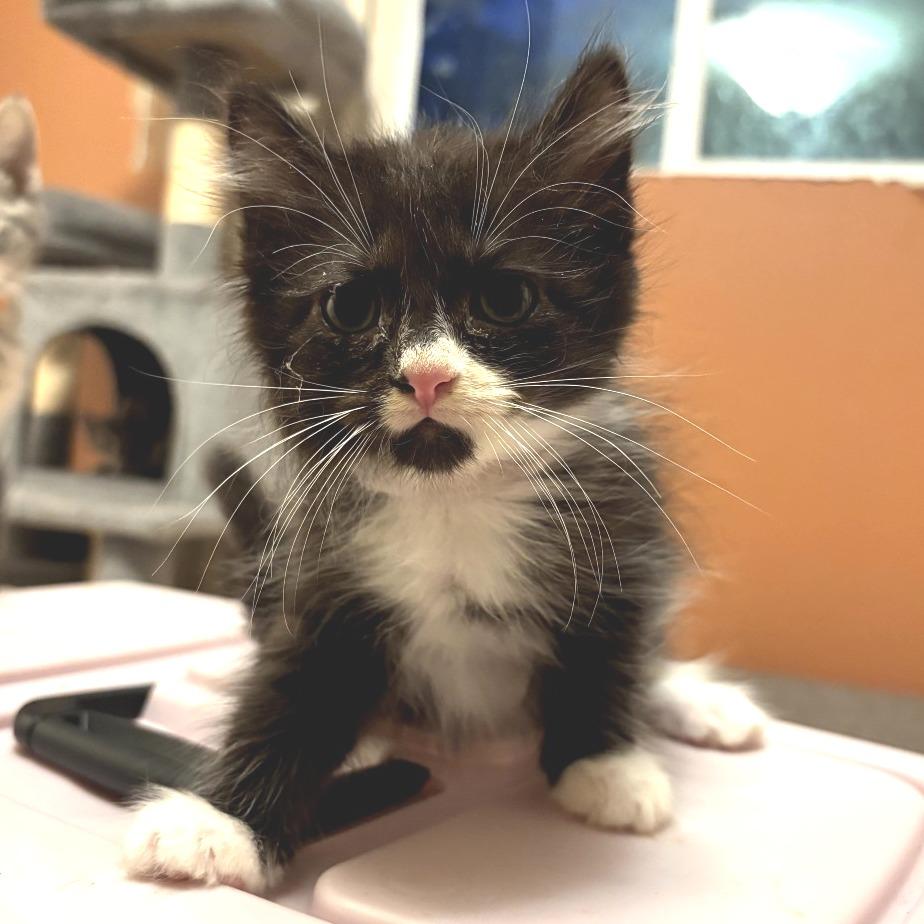 Winston (Bonded to brother Yurman)