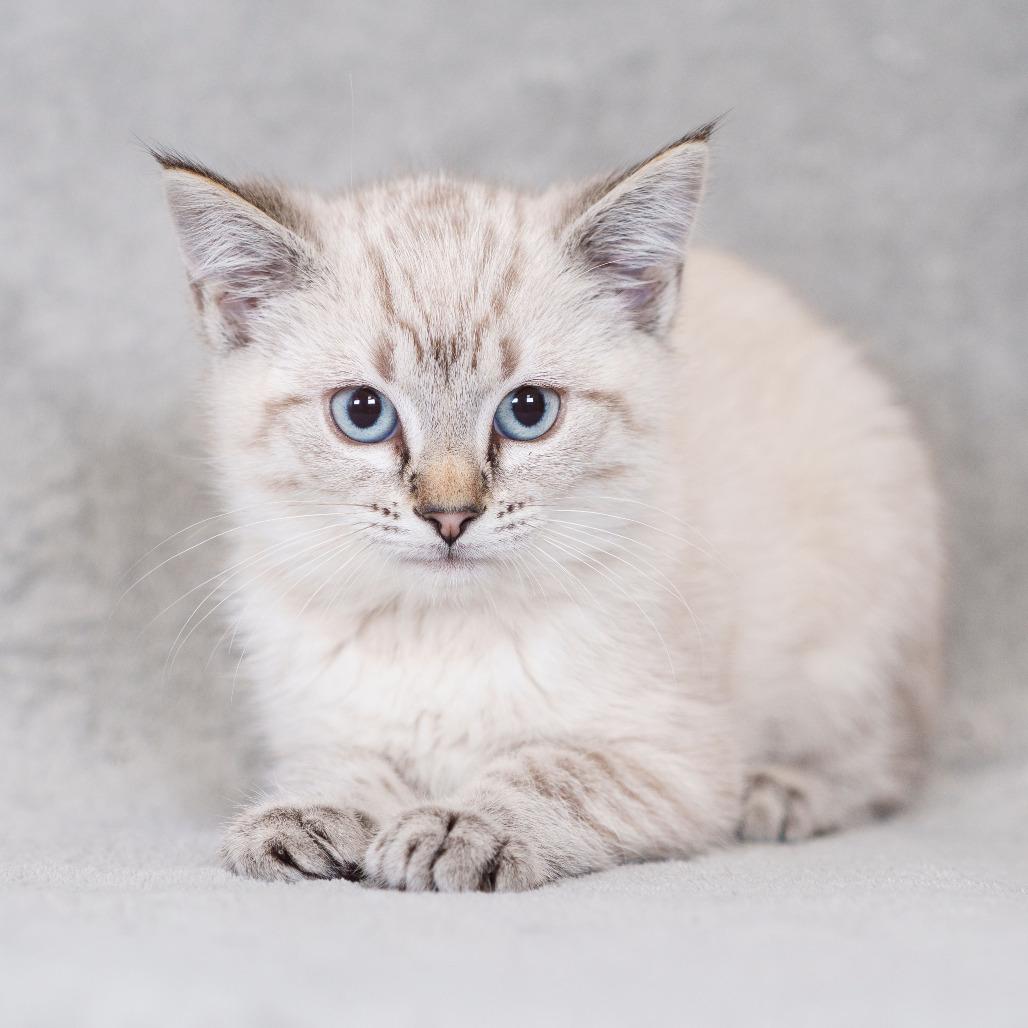 Feta (Blue Collar)