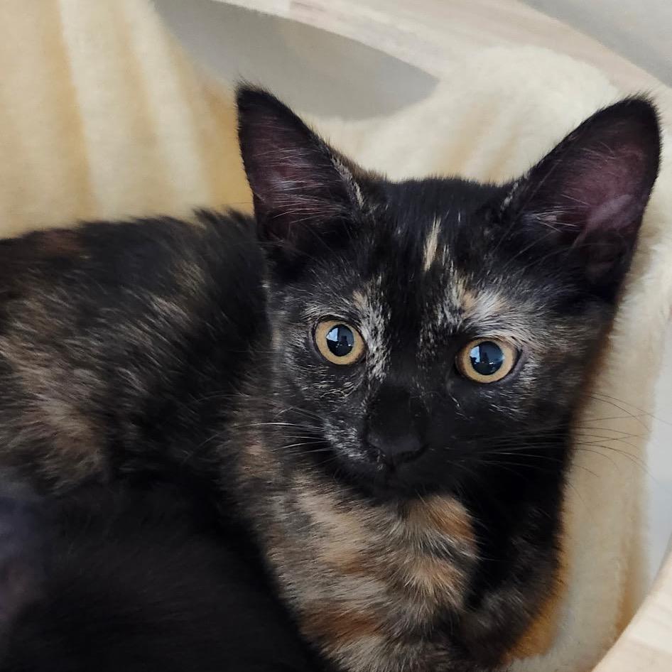 Tink (Home Adoption)