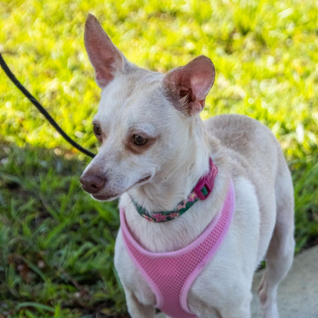 Charlotte (Bonded with Savannah)