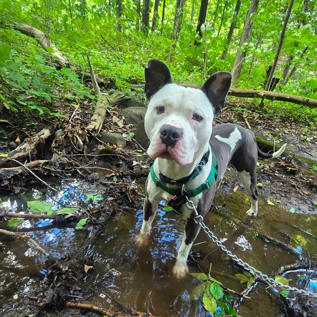 Knox