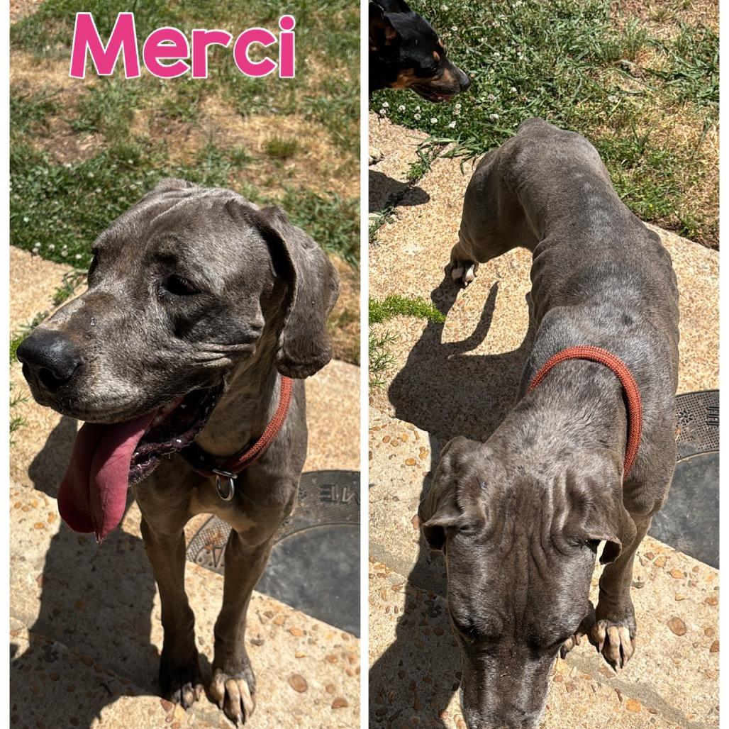 Merci