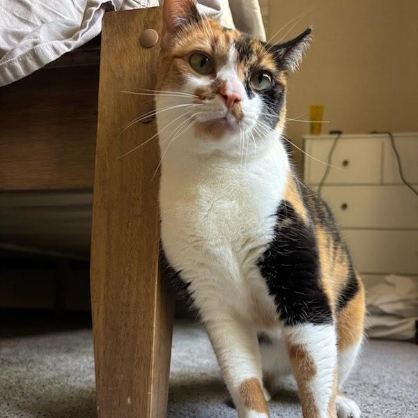 Jalapeno