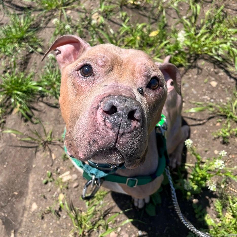 Rufus