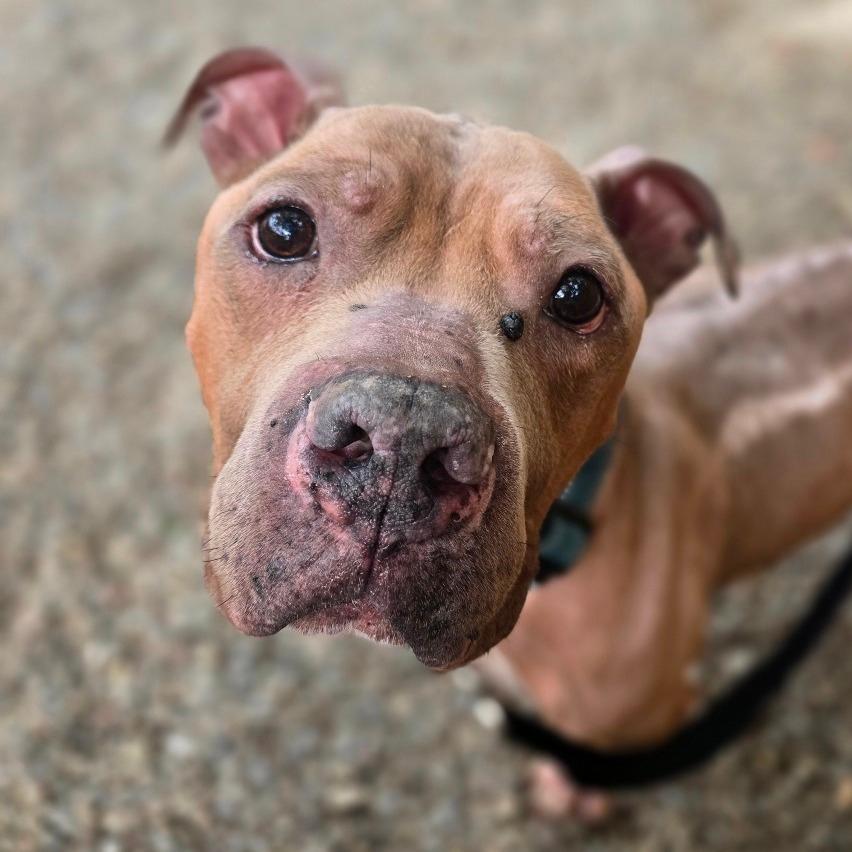 Rufus