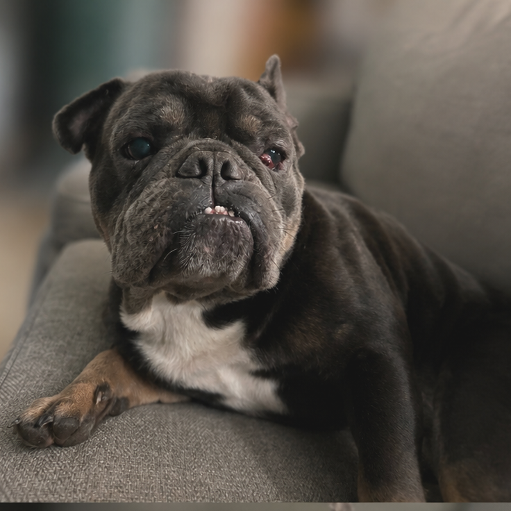 Frankie G (Benefactor Dog)