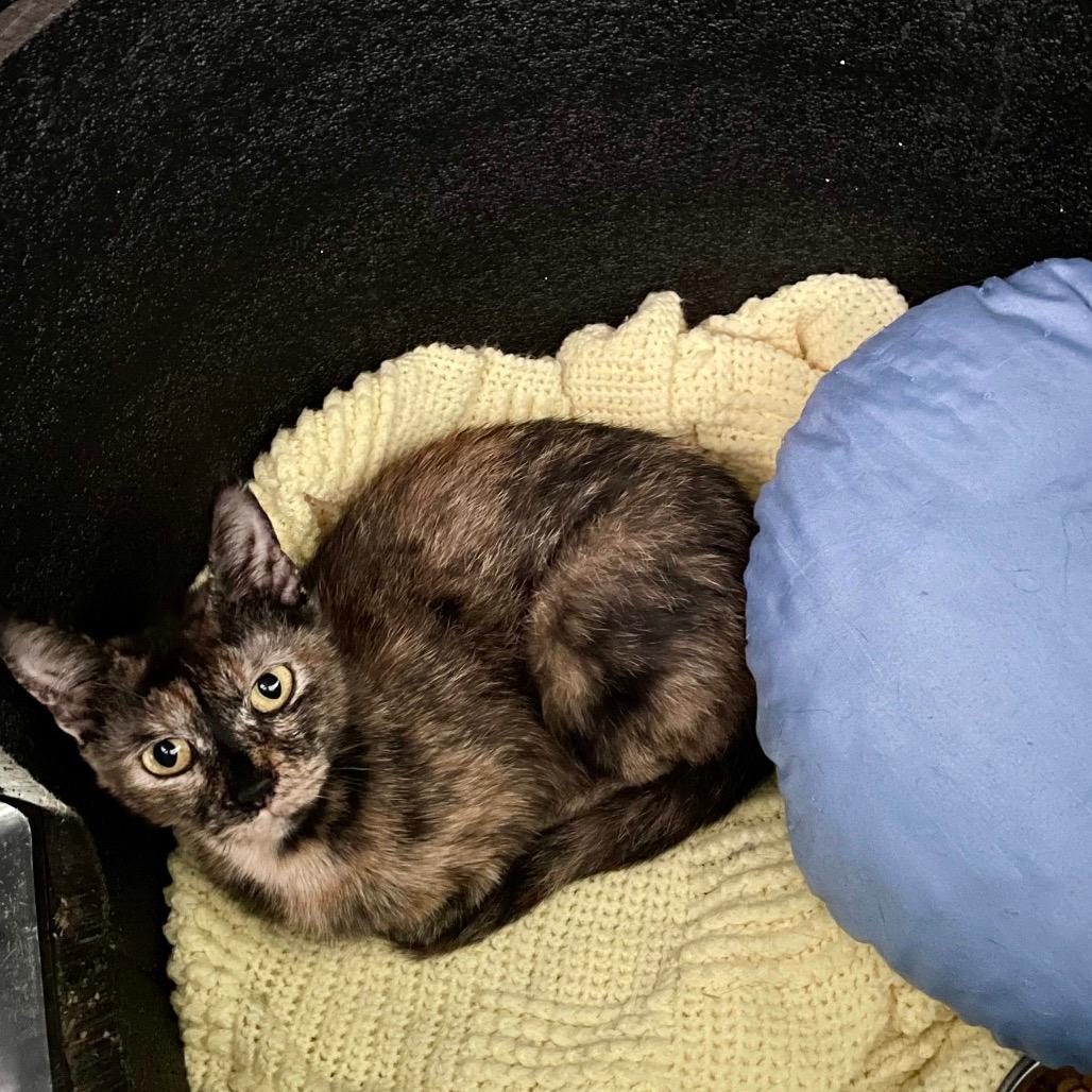 Cinnamon