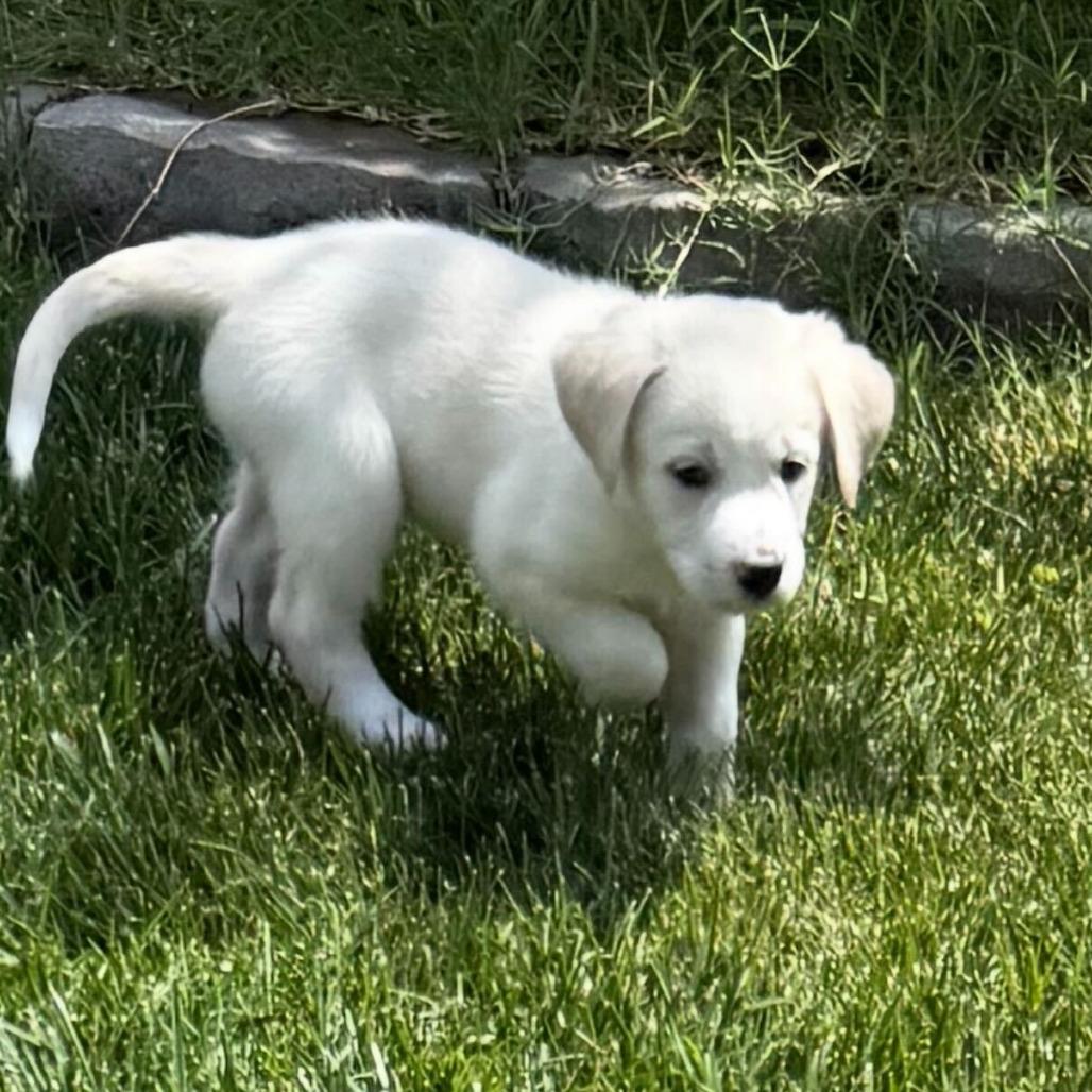Zeke