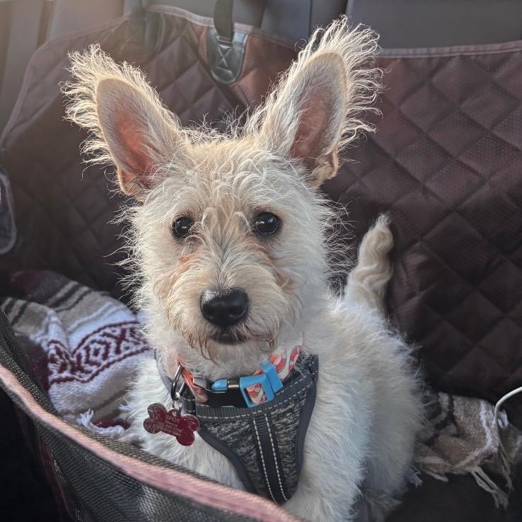 Pip
