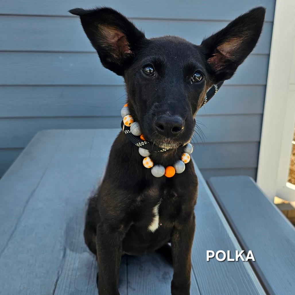 Polka