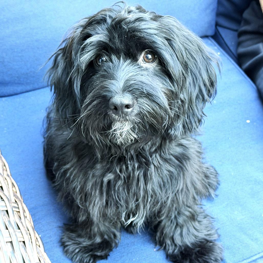 Bella