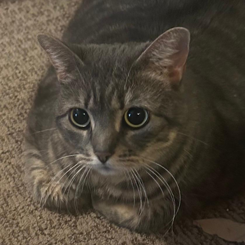 Millie