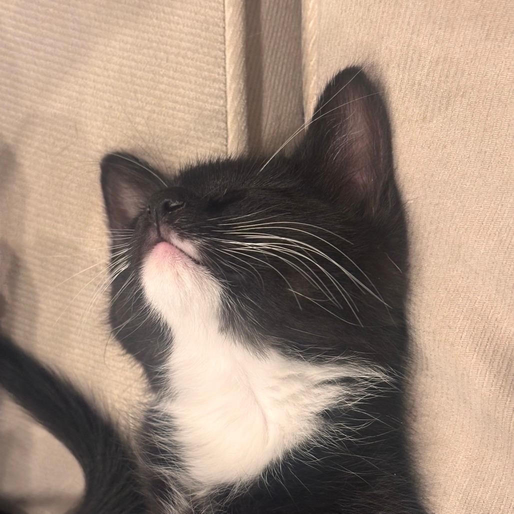 Ron (Bishop kitten 4)