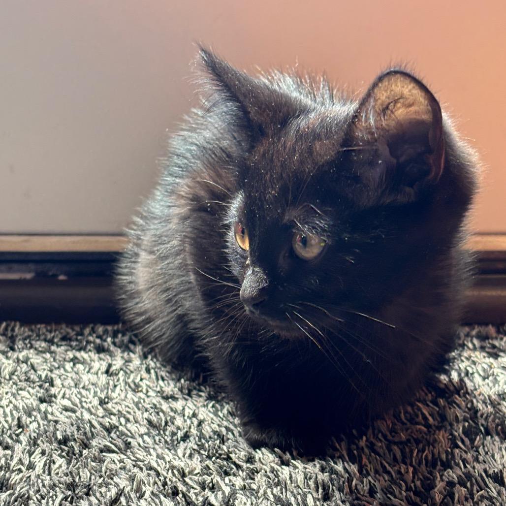 Hazel