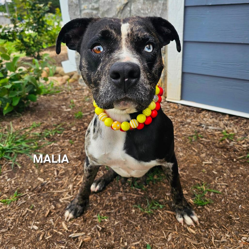 Malia