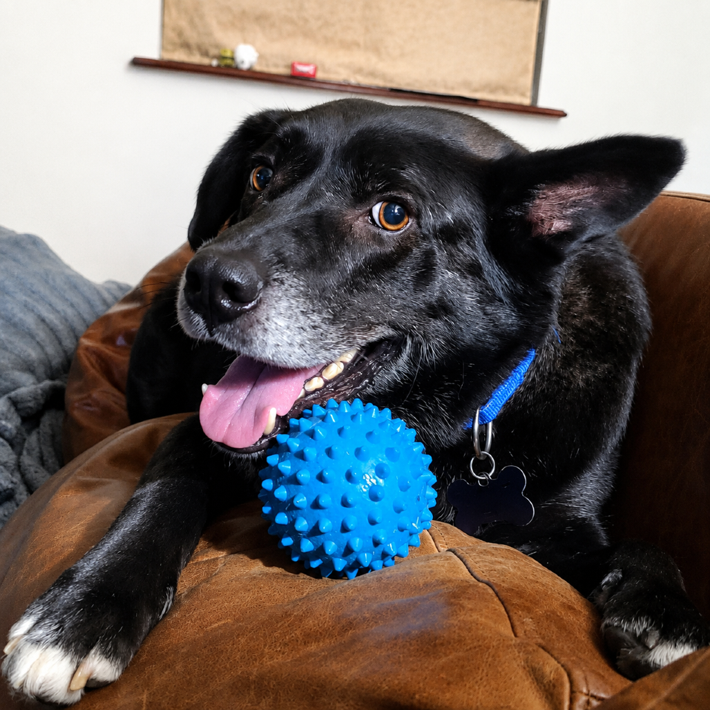 Baxter (Reduced Rover)