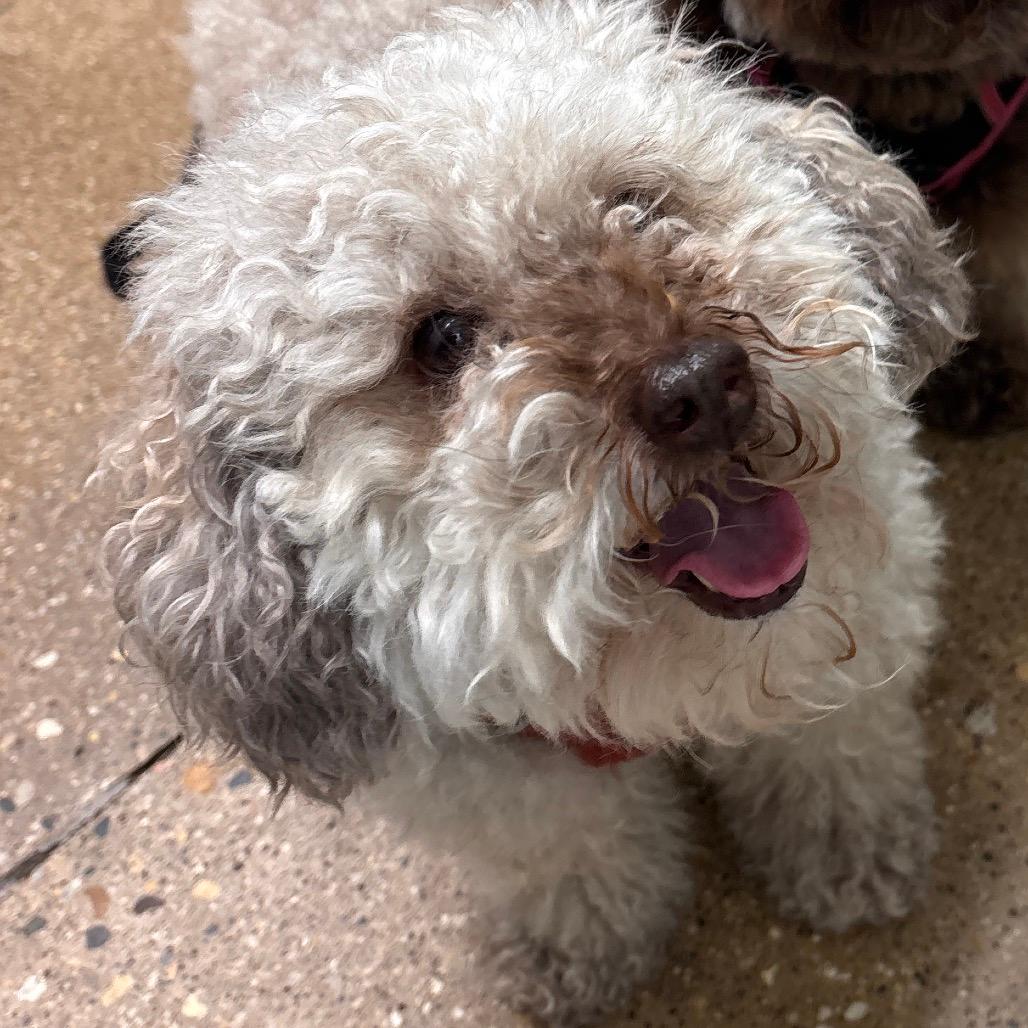 Benji