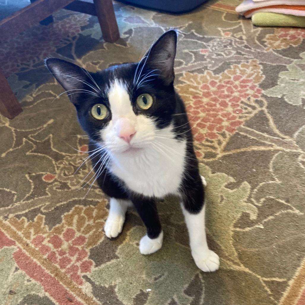 Archie
