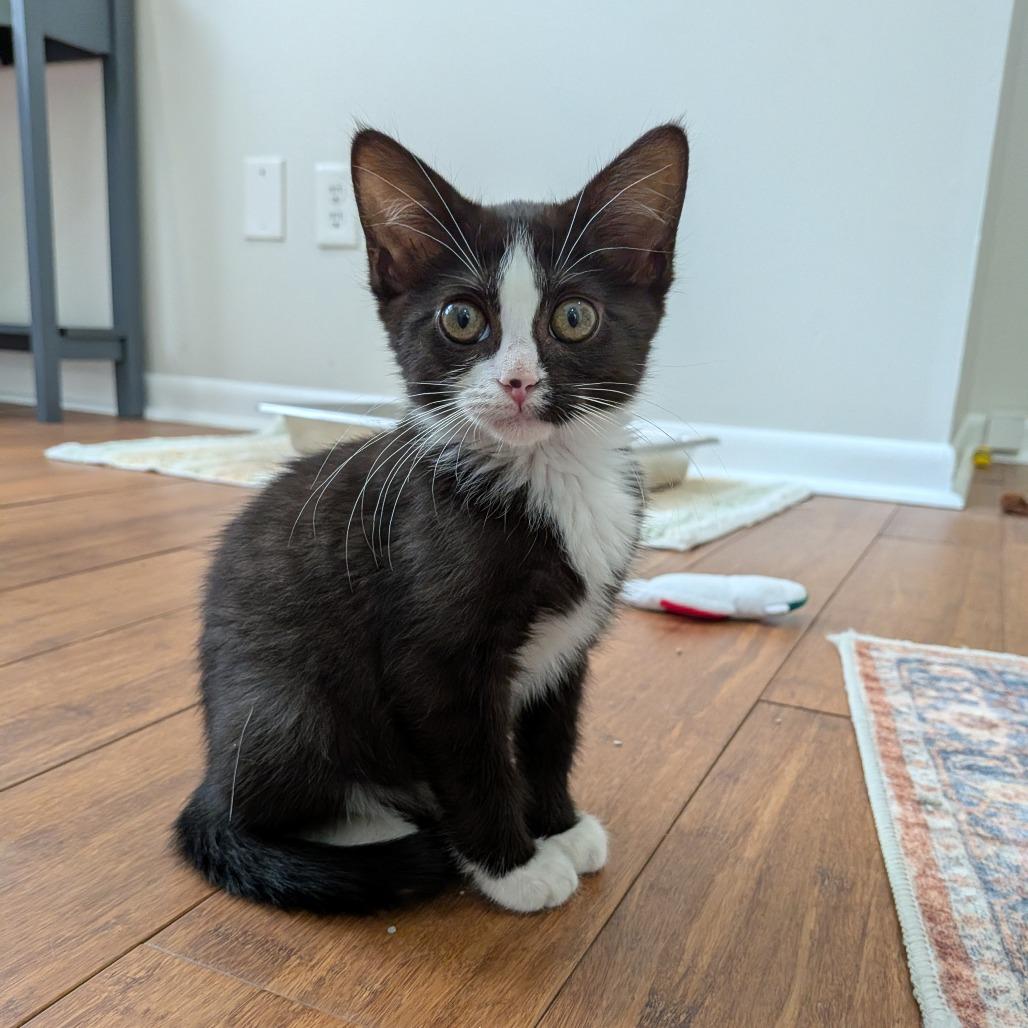 Banjo