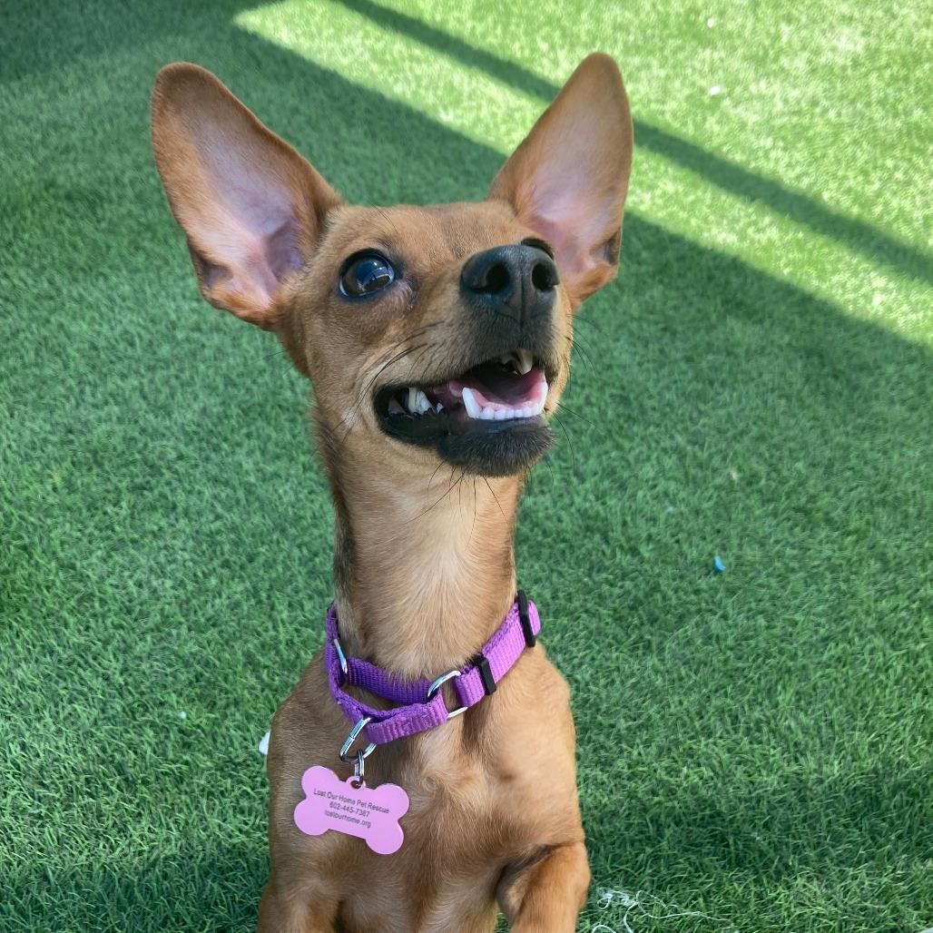 Penelope