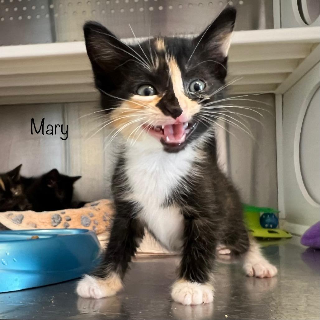 Mary (Calico Kitten)
